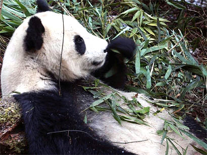 A panda relaxes and eats a stack of bamboo /AP