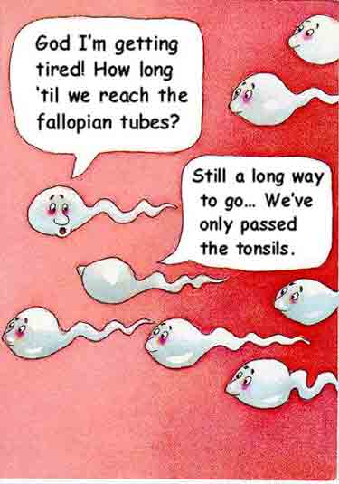 What Sperm Really Talk About To Pass The Time!